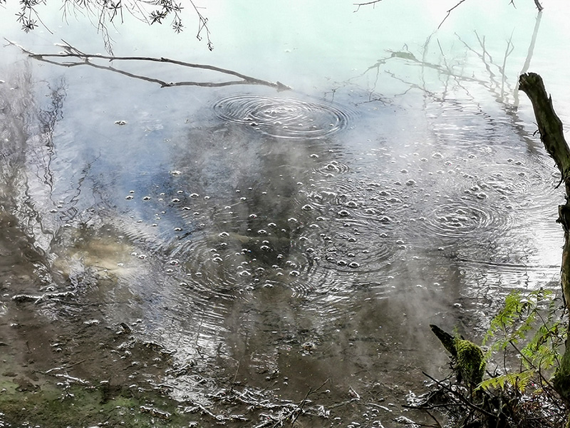 ニュージーランド　ロトルア　クイラウパーク　Kuirau Park rotorua